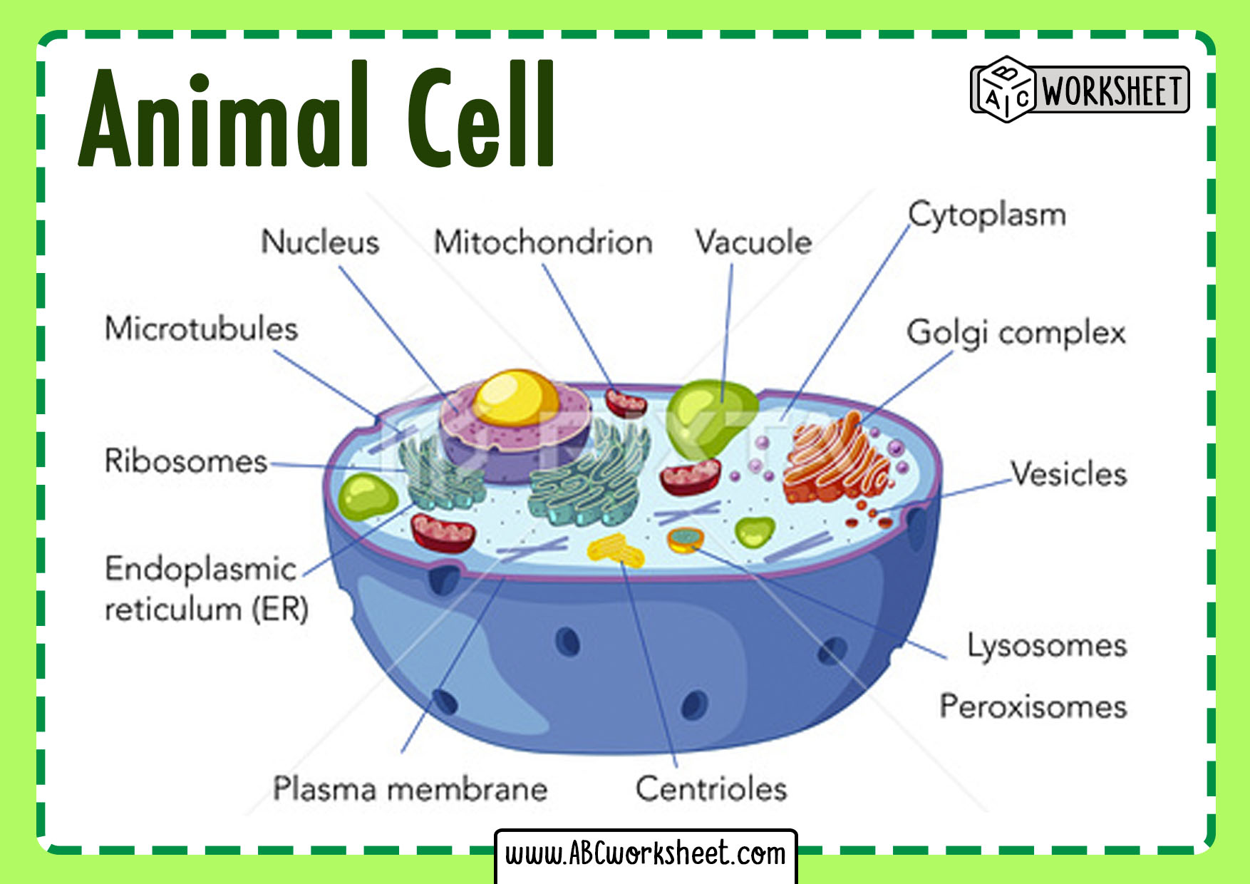 animal-cell-coloring-worksheet-labeled-www-freezhuk