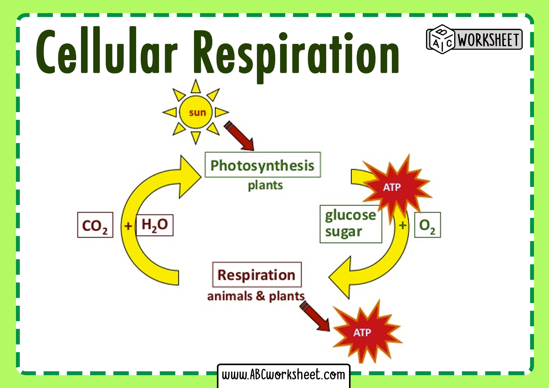 Flow Chart Of Respiration In Humans