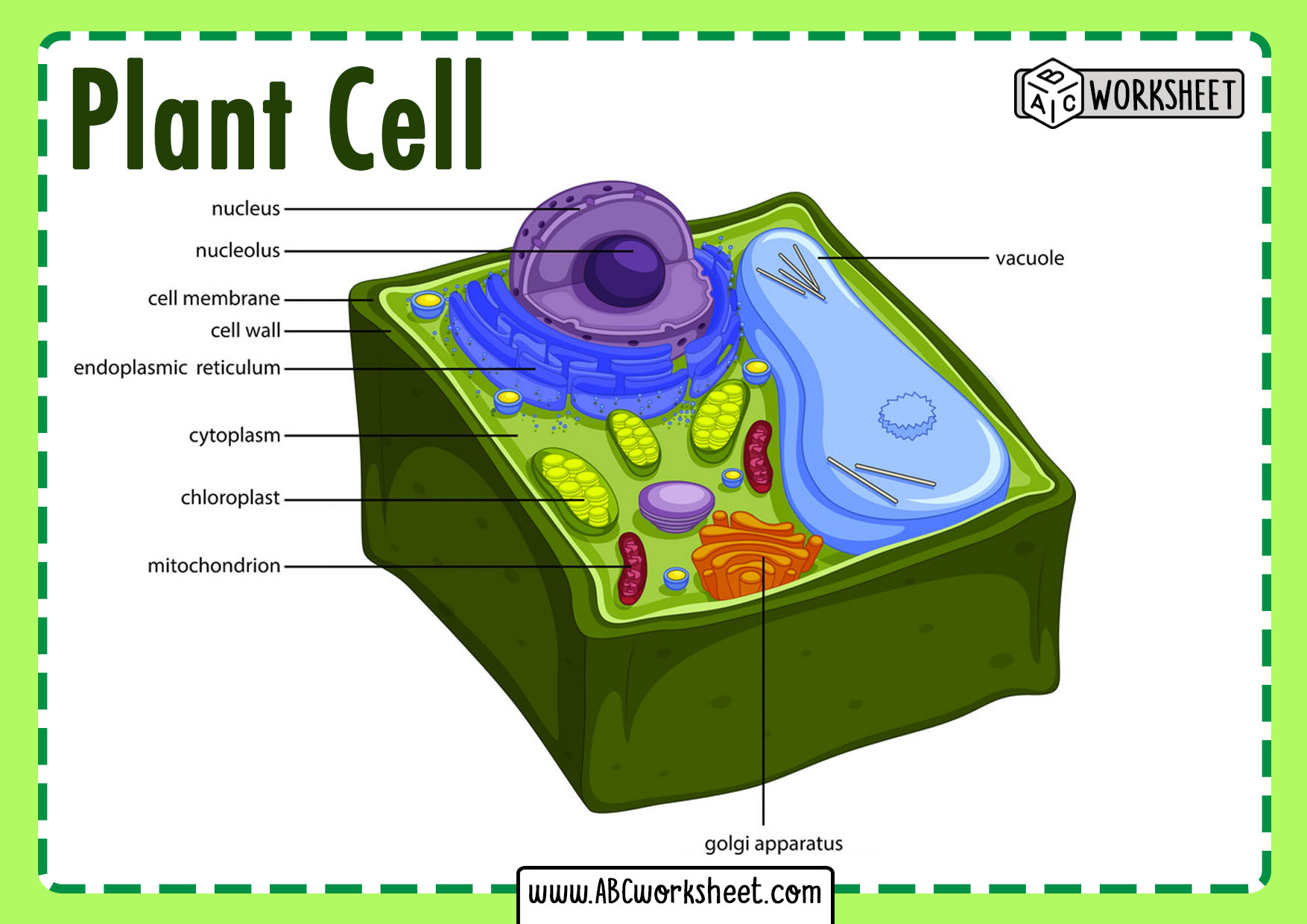 Plant Cell Labeled Simple / C1 - Cell Level Systems - Revision Cards in ...