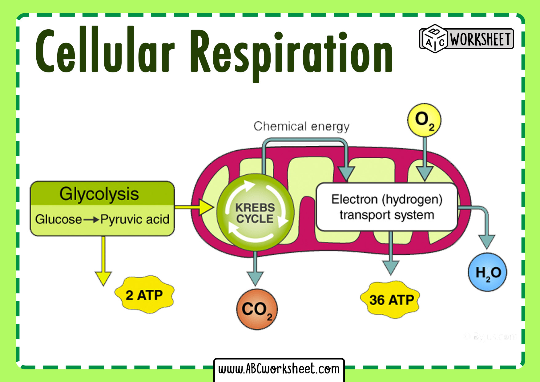 Steps of the Cellular Respiration Cycle ABC Worksheet