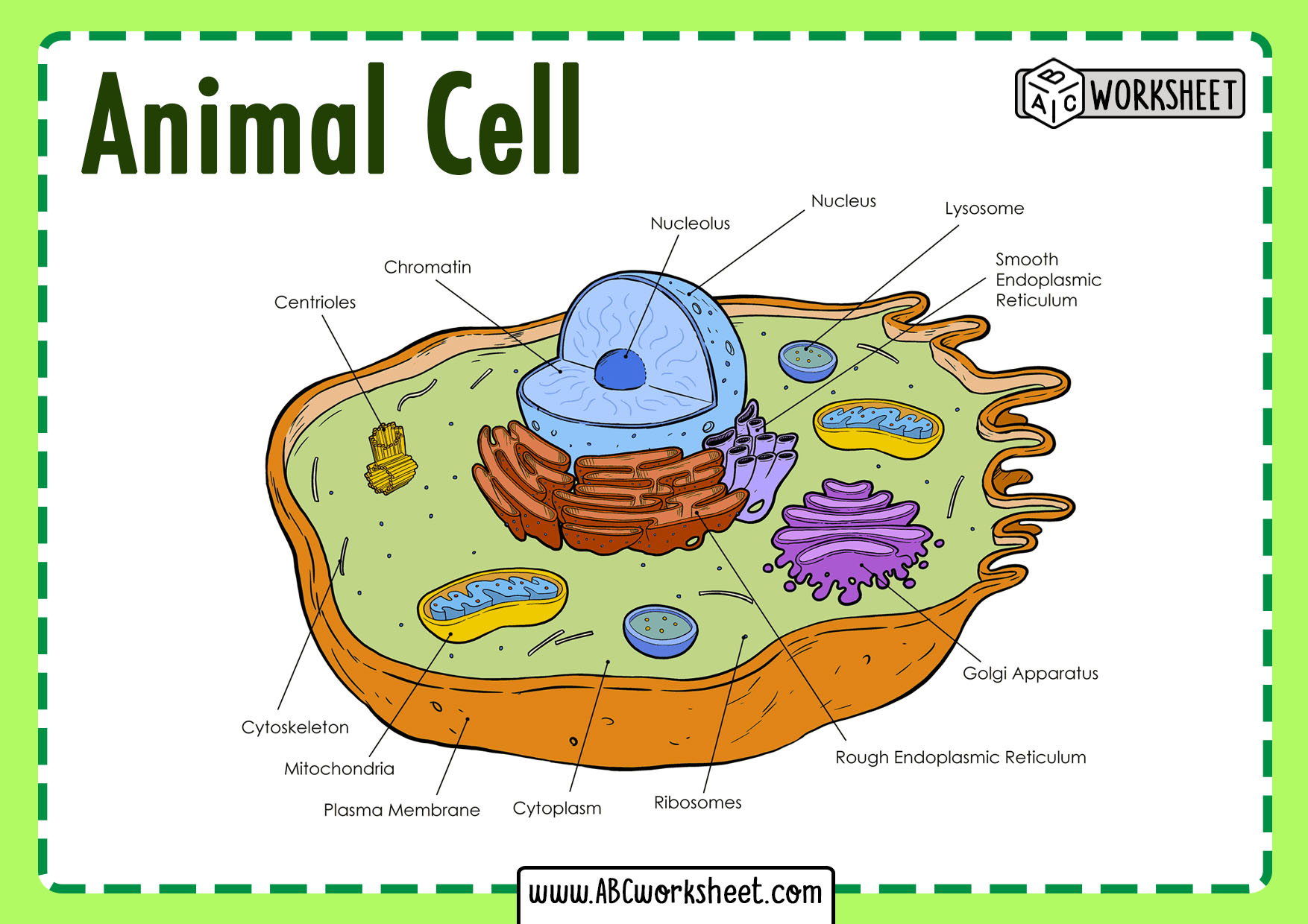 the-animal-cell-abc-worksheet