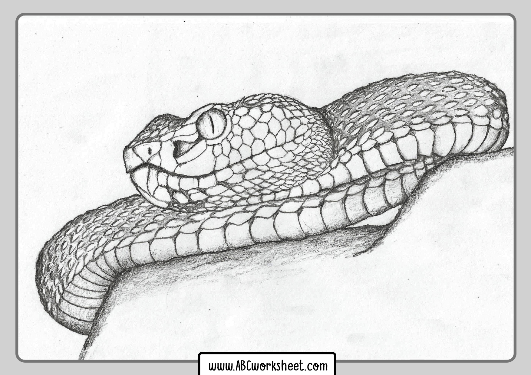 Realistic Printable Snake Coloring Pages